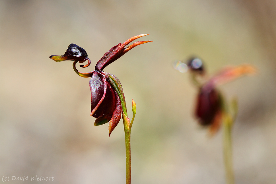 Flying duck orchid