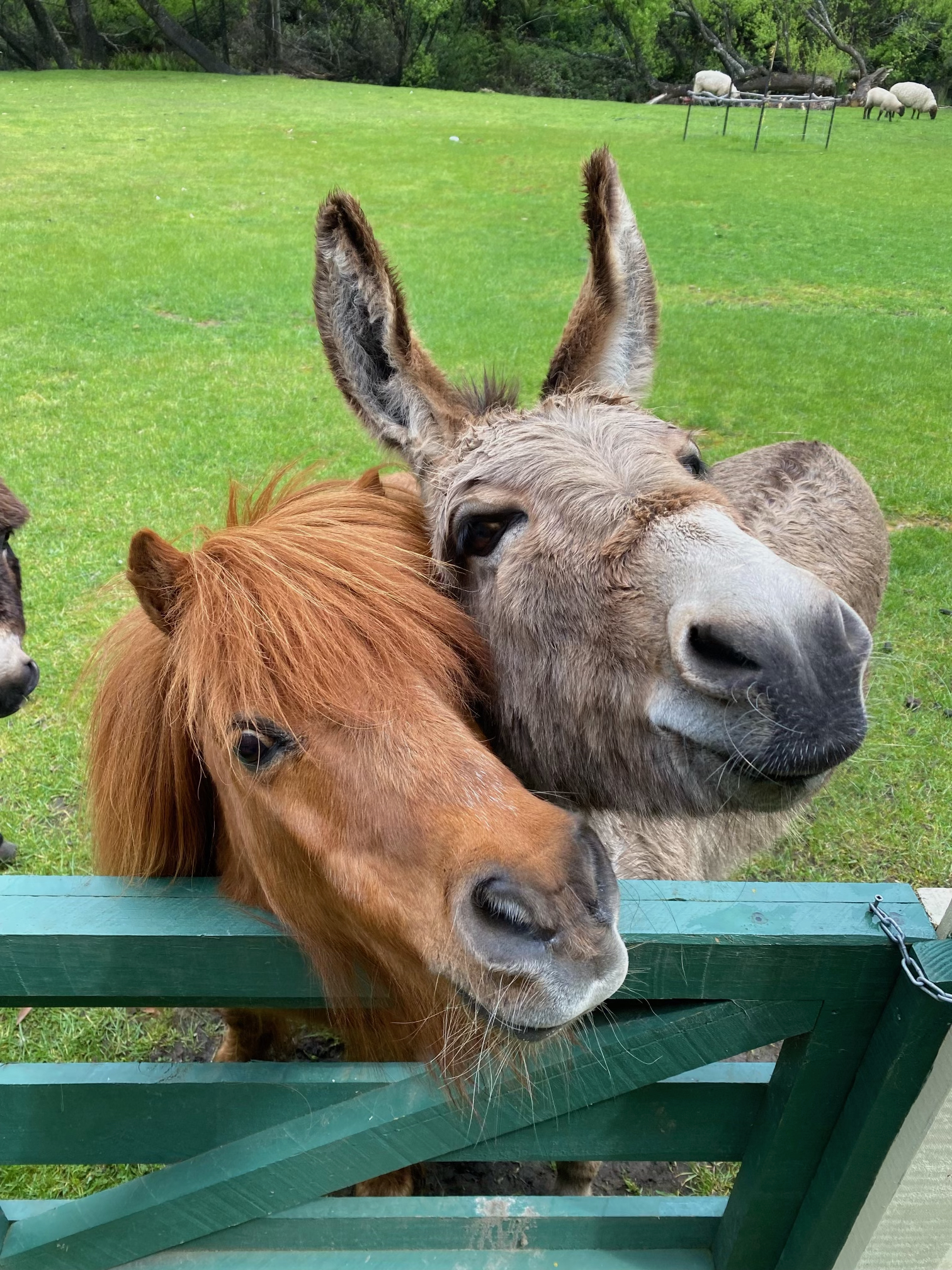 Donkey and Chester