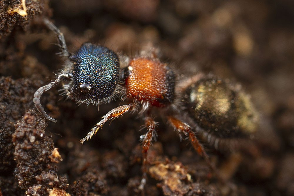 Embellished velvet ant