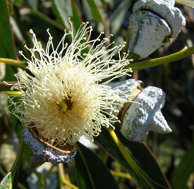 Tasmanian blue gum