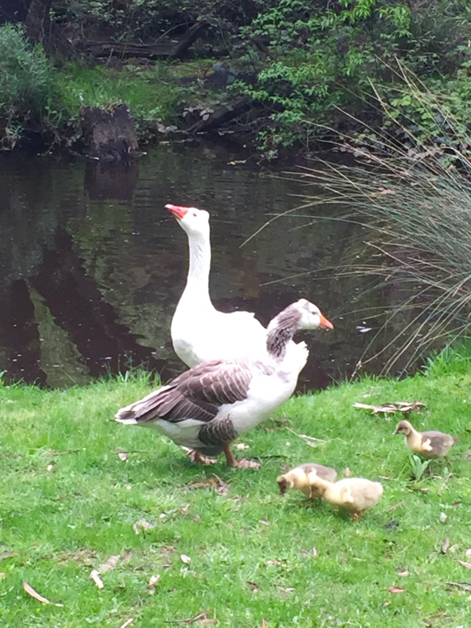 Sebastopol geese