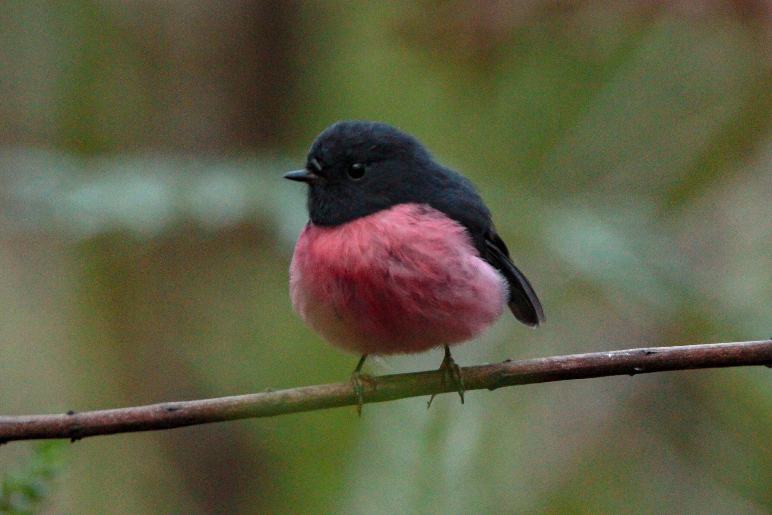 Pink robin