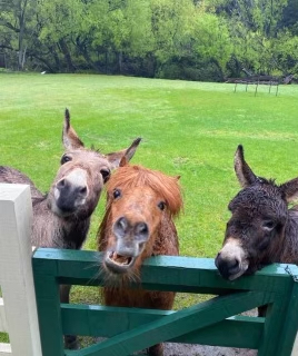 The animals of Kymmik Cottage