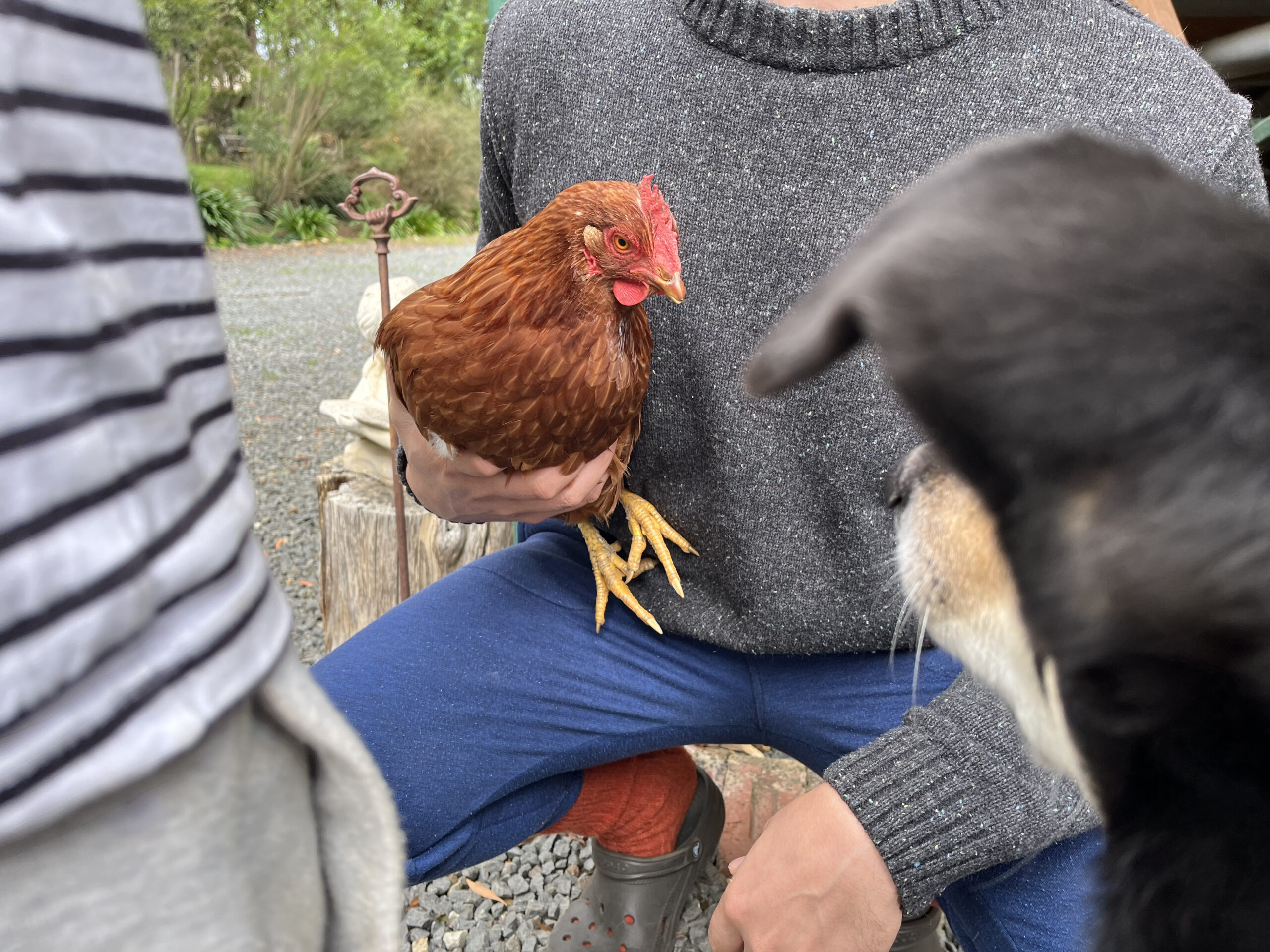 The chooks