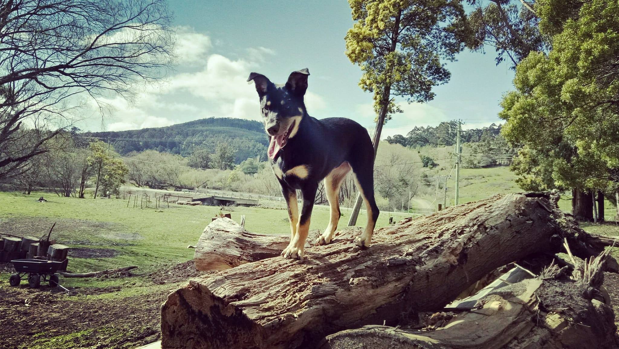 Sheeba