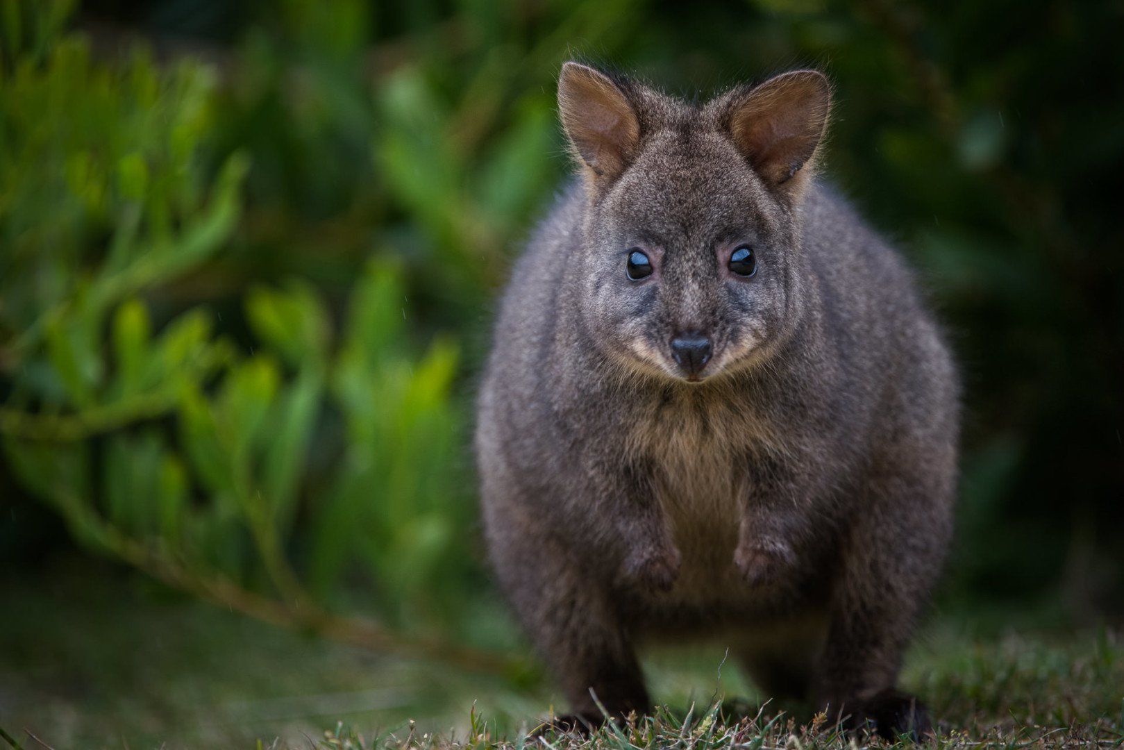 Tasmanian pademelon